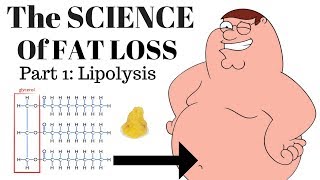 The SCIENCE of FAT LOSS Lipolysis [upl. by Molahs356]