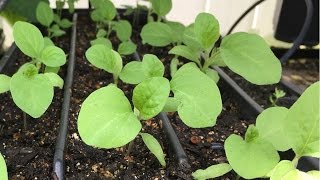 How to start eggplant seeds [upl. by Ludvig]