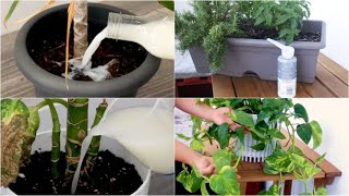 4 tips to keep your plants healthy [upl. by Eelydnarb749]