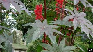 castor bean germination [upl. by Ciaphus901]