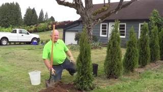 How to Plant a Conifer [upl. by Douville]