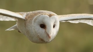 Graceful Barn Owl Hunting in the Daytime  BBC Earth [upl. by Massab648]