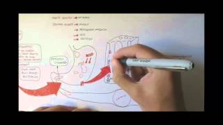 Digestive System Physiology Overview [upl. by Margarette]