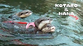 本気出したカワウソコタローがついにアティと川を泳ぐ！ Three Little Otters Finally Swim inThe River Together [upl. by Merline]