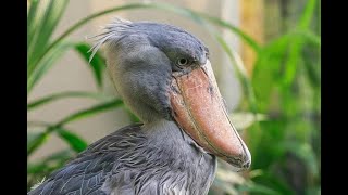 Shoebill stork [upl. by Enirehtac]