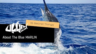 What Is A Blue Marlin And 15 Facts You Should Know [upl. by Jovitah893]