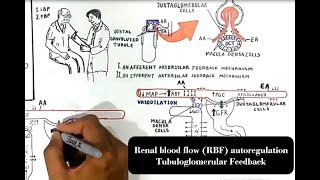 Renal blood flow RBF autoregulation Tubuloglomerular Feedback [upl. by Ambrosia]