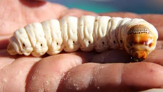 Witchetty Grub [upl. by Enyale]