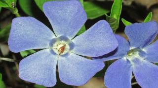 Gardening Tips  How to Grow Vinca Minor [upl. by Hyrup]