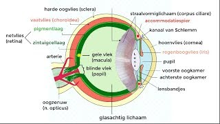 Het oog fysiologie en aandoeningen [upl. by Nekcerb907]