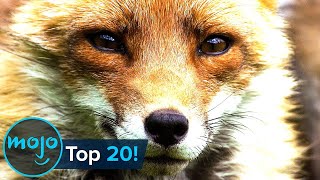 Top 20 Most Intelligent Animals [upl. by Shell]