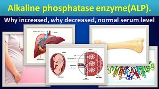 Alkaline phosphatase enzymeALP why increaseddecreasednormal range [upl. by Lyrahc]