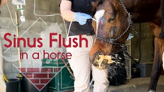 Flushing a Horses Sinus [upl. by Anaeli770]