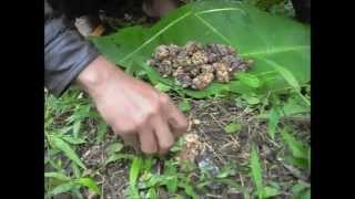 Authentic Wild Kopi Luwak Civet Coffee Process  JPW Coffee [upl. by Jenna]