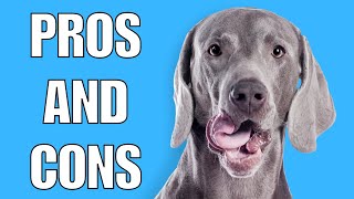 Weimaraner Pros And Cons  Should You REALLY Get A WEIM [upl. by Nicholas915]