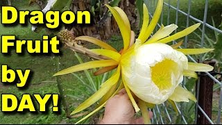 Dragon Fruit Daytime Flower Plus Growing Tips Howto Pitaya [upl. by Atikehs101]