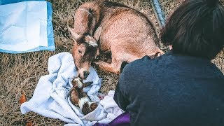 I cant feel the Baby Goats legs miniature goat birth [upl. by Mariand]