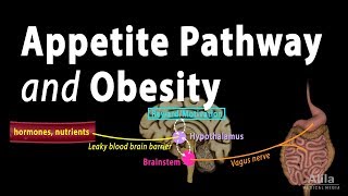 The Brains HungerSatiety Pathways and Obesity Animation [upl. by Aillicec]