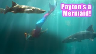 Payton swims with Sharks [upl. by Niroc]