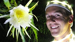 How to Hand Pollinate DRAGON FRUIT [upl. by Schoof]