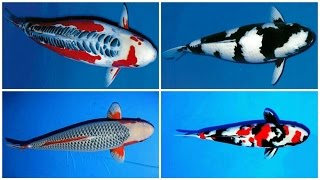 24 types and characteristics of the KOI Fish PART 1 [upl. by Alleinnad]