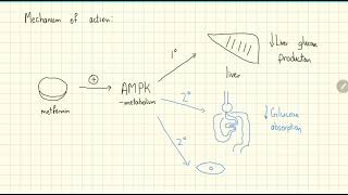 Metformin Explained in 2 Minutes [upl. by Rivi]