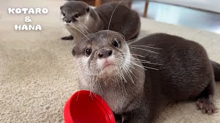 いつもは温厚なカワウソが怒ったらこうなります Gentleman Otter Turns Into Madman Otter [upl. by Claudelle]