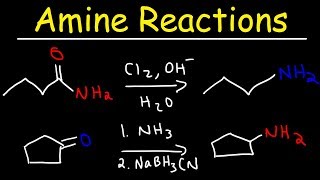 Amine Synthesis Reactions [upl. by Mines]