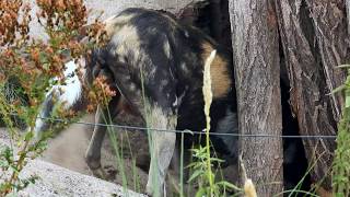 Afrikanischer Wildhund gräbt eine Wurfhöhle [upl. by Catherine]