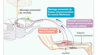 Motricité volontaire intégration nerveuse et plasticité cérébrale FMorales [upl. by Wernda]