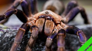 Cobalt Blue Tarantula Cyriopagopus lividus Care and Info H lividum [upl. by Noslen]