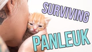 Fighting Panleukopenia a Deadly Cat Virus [upl. by Dyann]