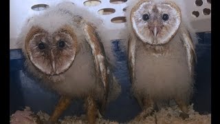 Baby Barn Owls [upl. by Ytteb]