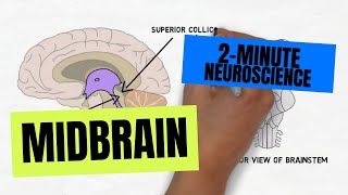 2Minute Neuroscience Midbrain [upl. by Ahsropal]