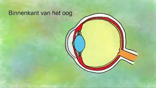 Het oog onderdelen en functies [upl. by Ennovihs329]