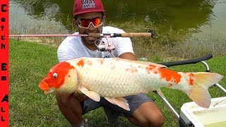 HOW to Catch KOI FISH [upl. by Yesllek]