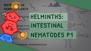 Helminths Intestinal Nematodes Part 1 features clinical importance diagnosis treatment [upl. by Asylla695]