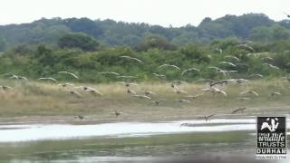 Whiffling Greylag Geese [upl. by Gusta639]