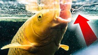 How To Catch Carp  Surface Fishing with Bread and Dog Biscuits  Floater Fishing Tips [upl. by Aicre]