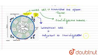 What are leydig cells and sertoli cell [upl. by Aimahs]