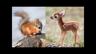 Süße Tierbabys Videos Zusammenstellung  süßer Moment der Tiere 🐤 5 [upl. by Marko]