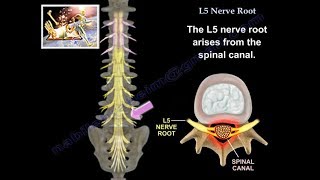 L5 Nerve Root  Everything You Need To Know  Dr Nabil Ebraheim [upl. by Dorehs597]