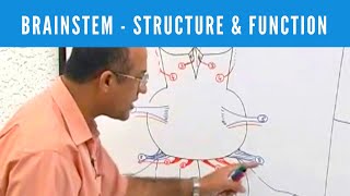 Brainstem  Structure and Function  Neuroanatomy [upl. by Neeluqcaj217]