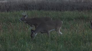 Mule Deer vs Whitetails Differences for the Hunt  Deer amp Deer Hunting TV Full Episode [upl. by Efren]