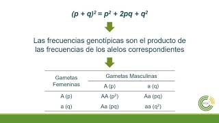 Introducción a la Genética de Poblaciones [upl. by Leseil838]