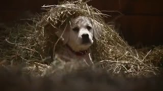 Budweiser Puppies and Clydesdales [upl. by Ttenaej]