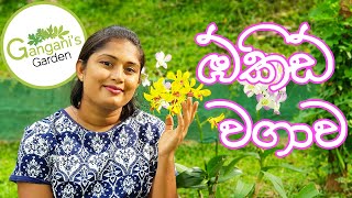 පියවරෙන් පියවර ඕකිඩ් වගාව  How To Grow Orchid Sinhala [upl. by Ruenhcs]