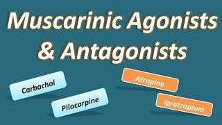 Muscarinic agonists and antagonists [upl. by Parthena751]