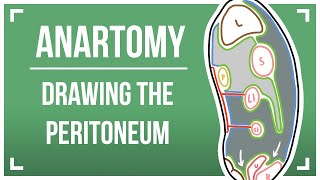 Drawing The Peritoneum [upl. by Esele995]