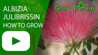 Albizia julibrissin tree  How to grow and care [upl. by Fari]